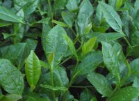 番茄潛葉蛾最佳防治方法？