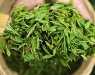 茶樹(shù)產(chǎn)量高嗎？一畝產(chǎn)多少斤？