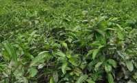 2024年4月茶樹(shù)最新詳情：茶樹(shù)過(guò)度種植、供過(guò)于求