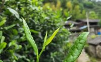4月19日最新咨詢(xún)：“七安紅”春茶開(kāi)始采收，新